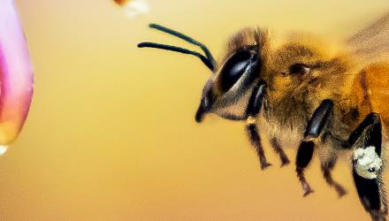 Take part in the 2026 City Nature Challenge and capture Cape Town’s living nature