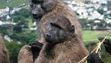 Final Action Plan for baboons includes a sanctuary, fencing, waste strategy, Wildlife by-law and by-law enforcement