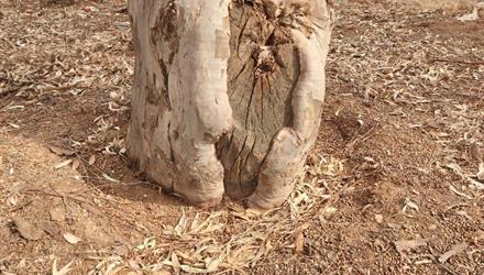 Beetle pest training for businesses handling trees and plant material, and residents 