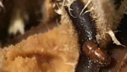 Somerset West community invited to Shot Hole Borer beetle (PSHB) pest training